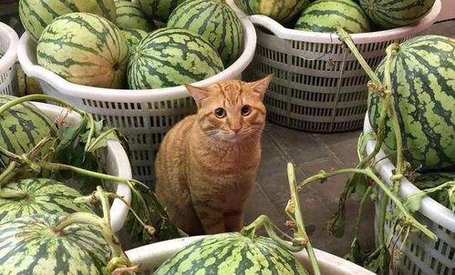 娱乐吃瓜酱蚕宝宝,揭秘娱乐圈那些不为人知的幕后故事