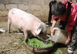 吃瓜猪娱乐视频怀孕,揭秘明星怀孕幕后故事