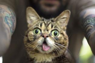 娱乐吃瓜酱社恐猫咪,社恐猫咪的娱乐吃瓜日常